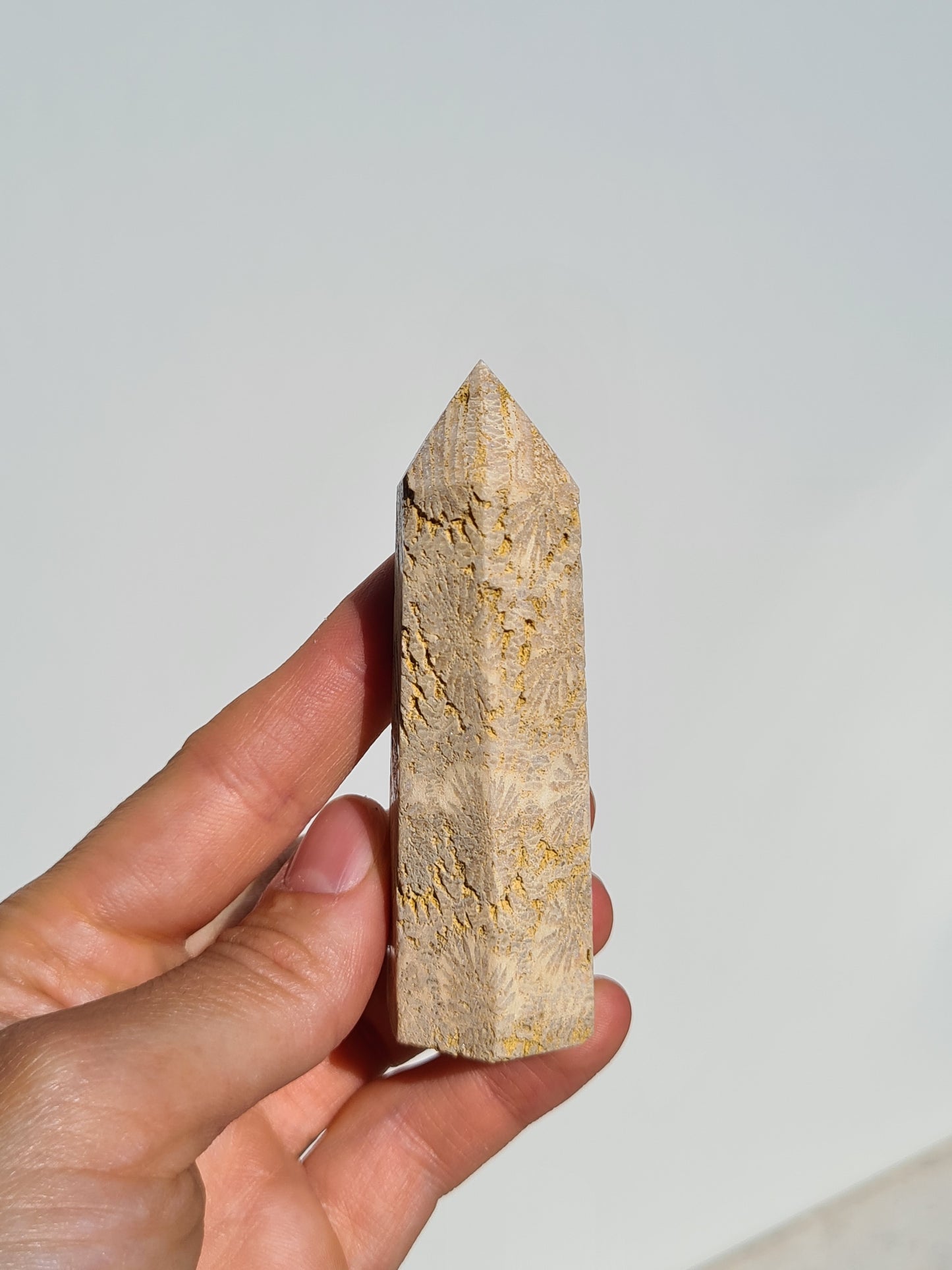 Fossil Coral Point