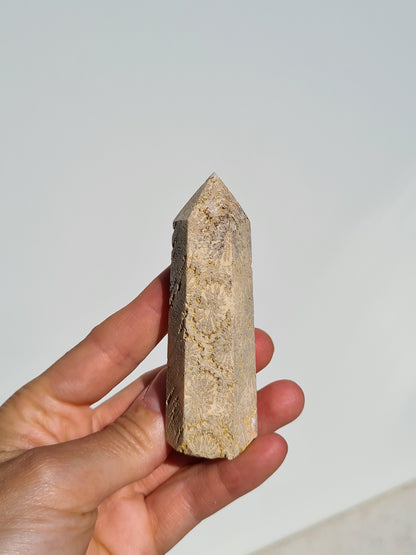 Fossil Coral Point