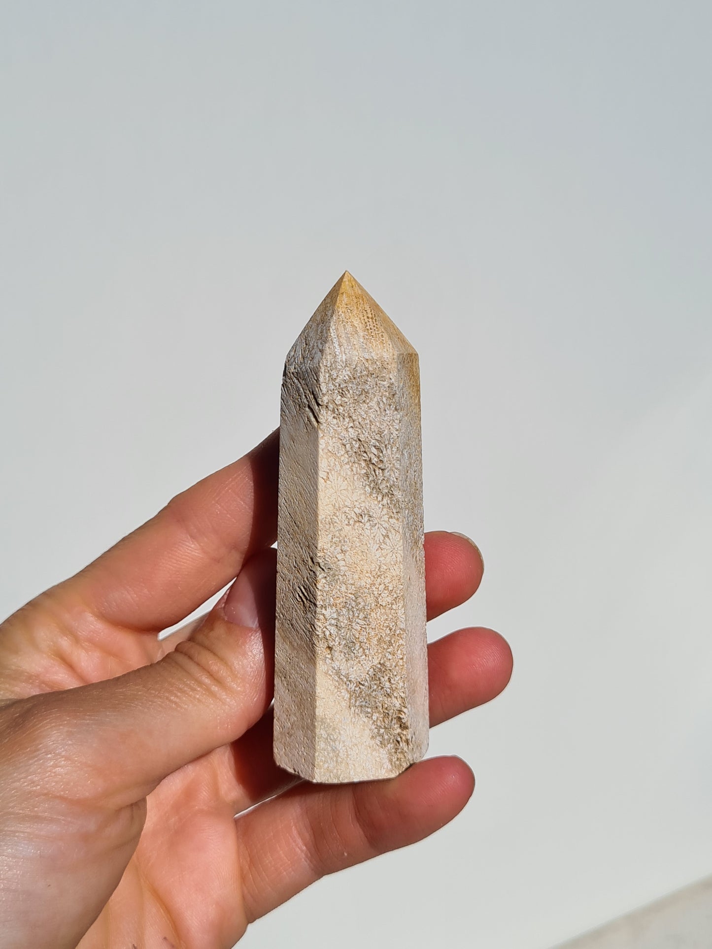 Fossil Coral Point