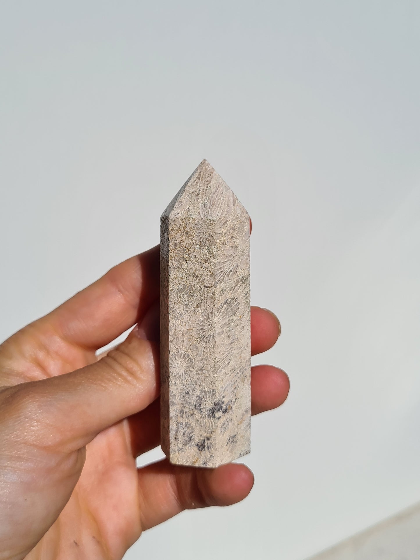 Fossil Coral Point